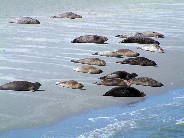 Robben aus nächster Nähe beobachten